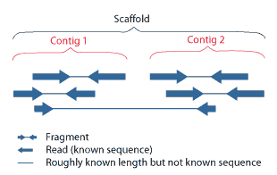 contig and scaffold