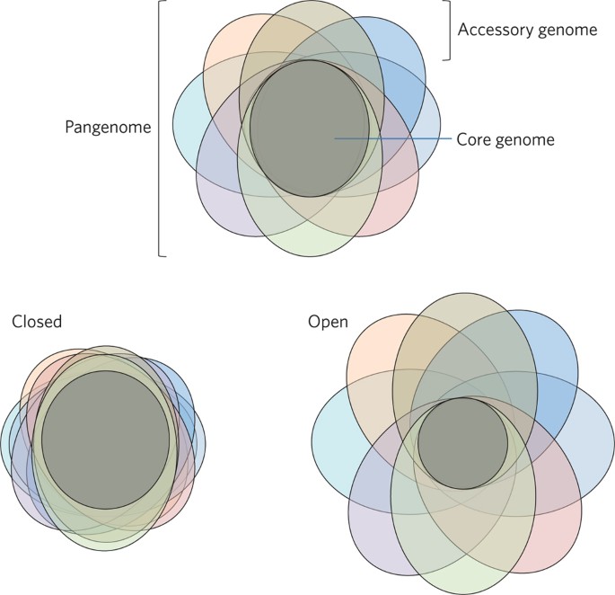 Pangenome Information